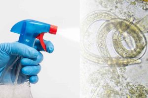 Preventing Diarrhea Parasites with Proper Cleaning